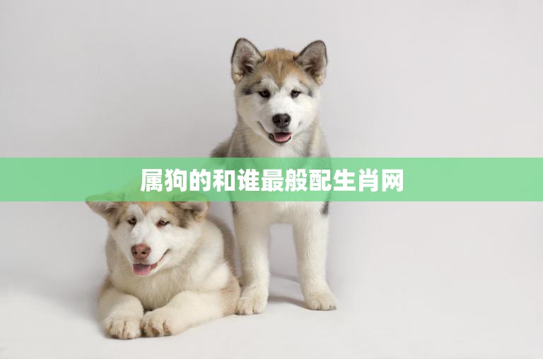 属狗的和谁最般配生肖网(揭秘最佳配对生肖大揭秘)