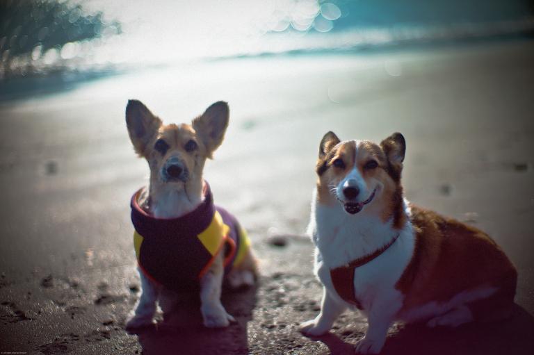 属狗的应该配什么最合适(如何选择最佳配对)