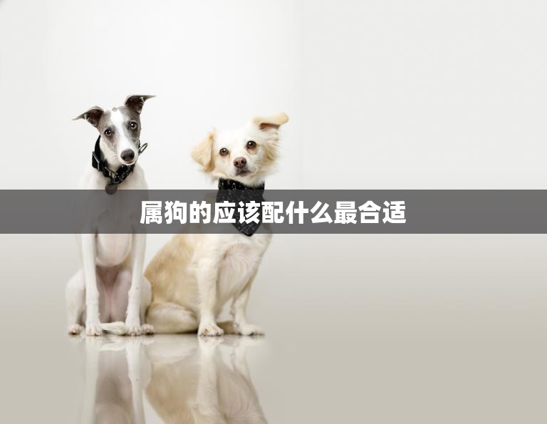属狗的应该配什么最合适(如何选择最佳配对)
