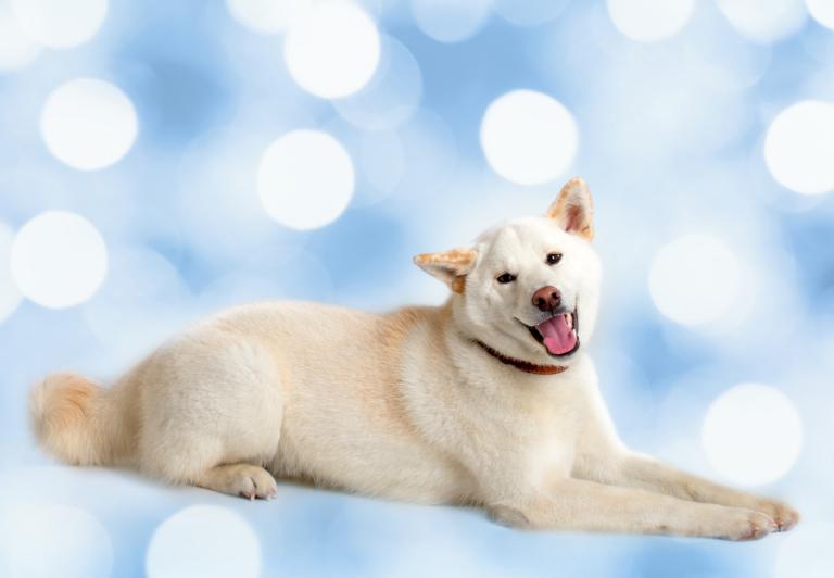 2023年属狗的多大啦(狗年宝宝成长日记)