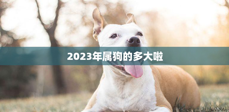2023年属狗的多大啦(狗年宝宝成长日记)