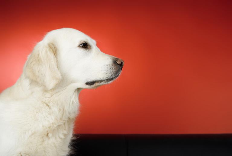 1994年属狗女孩取名(如何为你的宝贝起一个好听的名字)