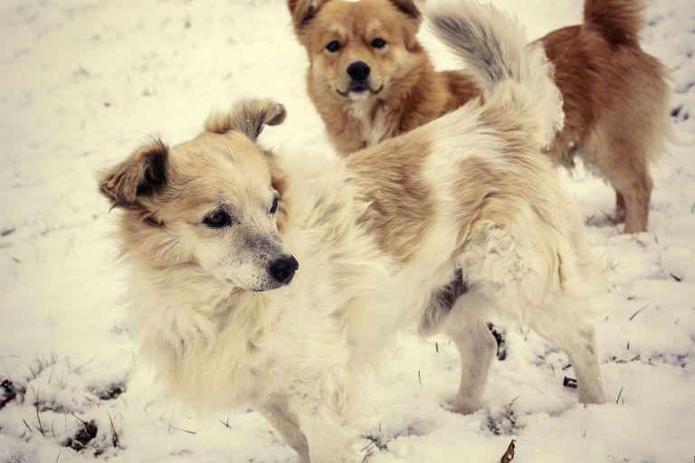 2023属狗虚岁多少岁(狗年来袭你的年龄又增加了吗)