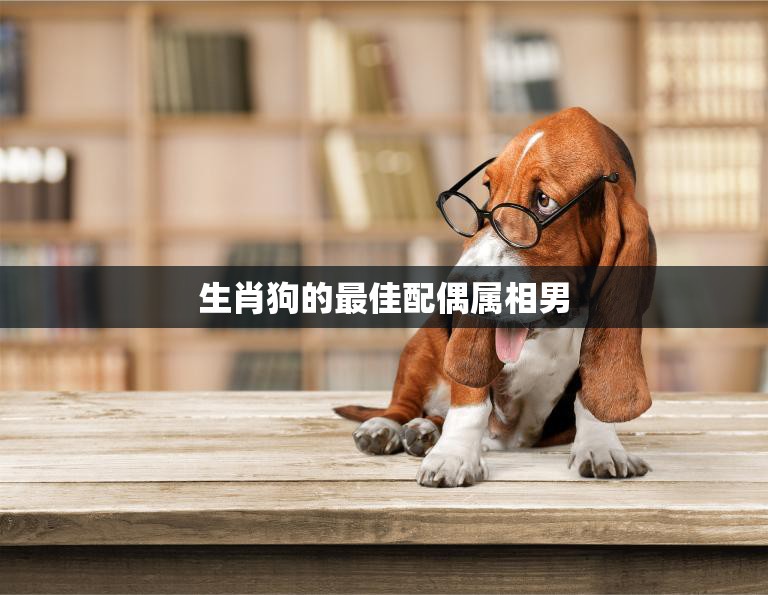 生肖狗的最佳配偶属相男(哪些属相男最适合与狗相伴一生)
