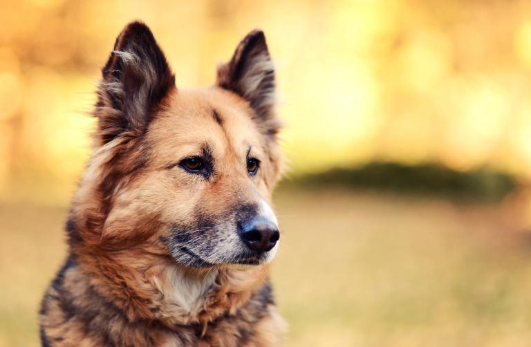 70年属狗的运程和命运(如何)