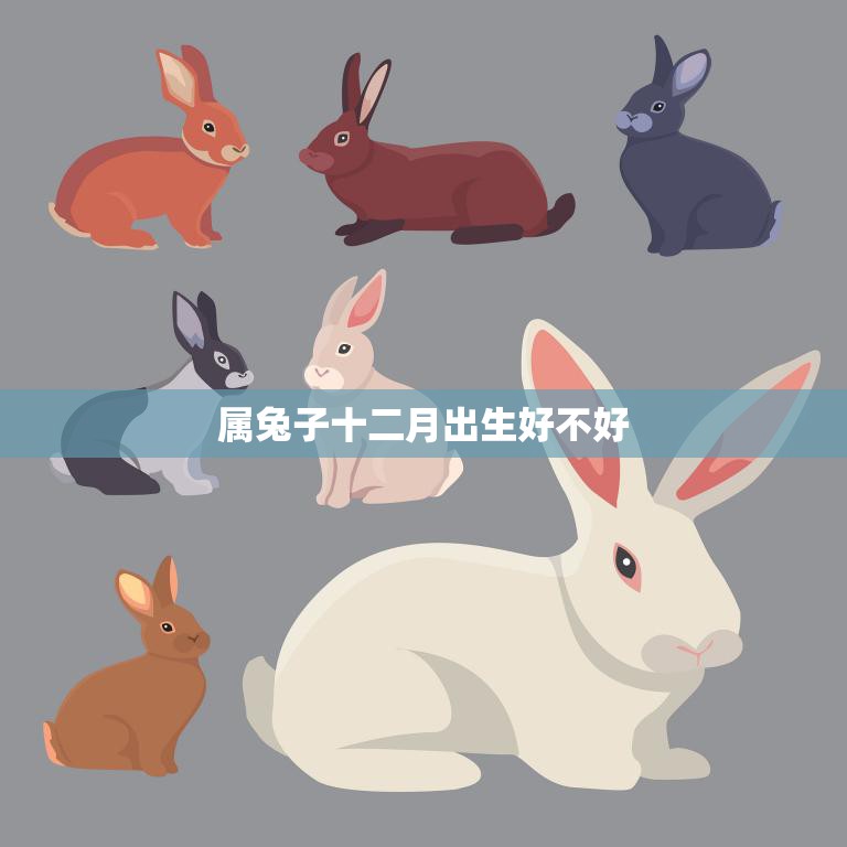 属兔子十二月出生好不好(探究命运与性格的关系)