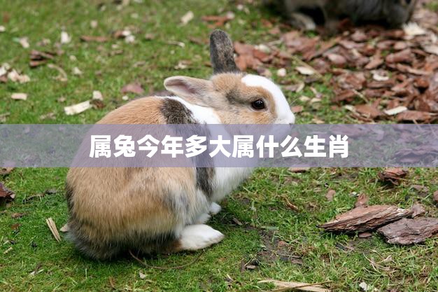 属兔今年多大属什么生肖(解读兔年生肖揭秘兔年运势)