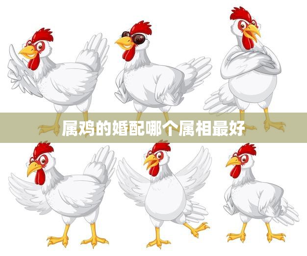属鸡的婚配哪个属相最好(如何选择最佳配偶)
