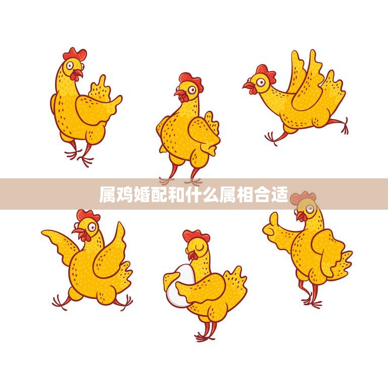 属鸡婚配和什么属相合适(寻找最佳配偶)