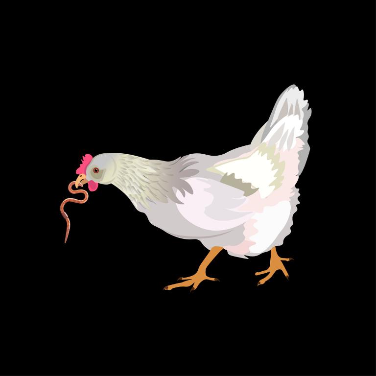 1981年属鸡人的寿命(探究长寿还是)