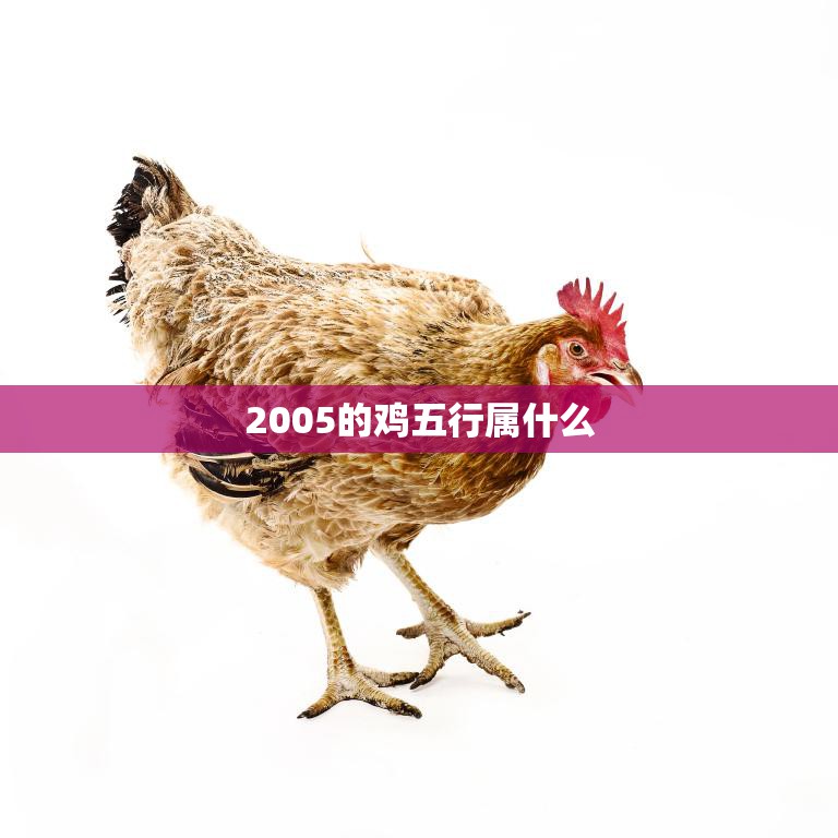 2005的鸡五行属什么(解析五行属火性格独立自主)