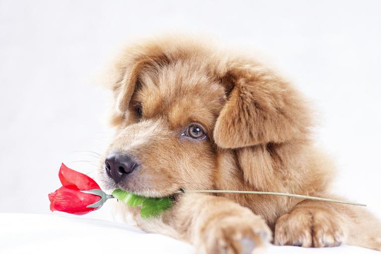 2023年属狗多大年纪(狗年迎来48岁人生更精彩)