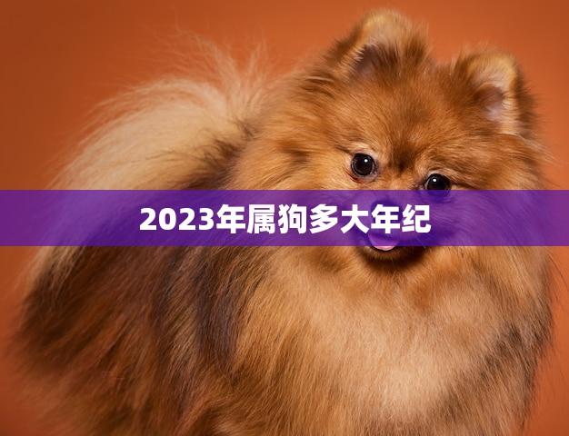 2023年属狗多大年纪(狗年迎来48岁人生更精彩)