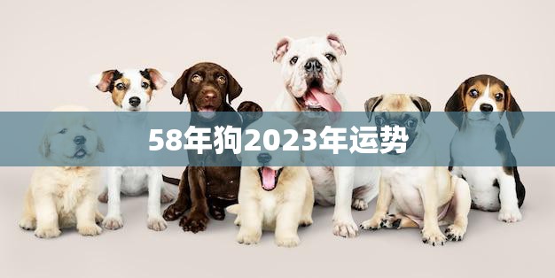 58年狗2023年运势(狗年大展宏图财运亨通)