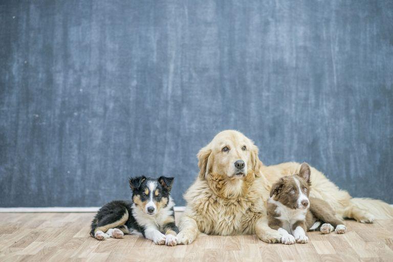 1982年属狗人的财运(展望财源滚滚财富稳步增长)