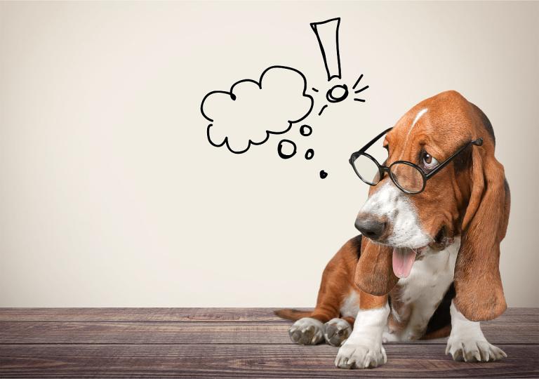 82年的属相狗一生运势(狗年狗运好事业爱情双丰收)