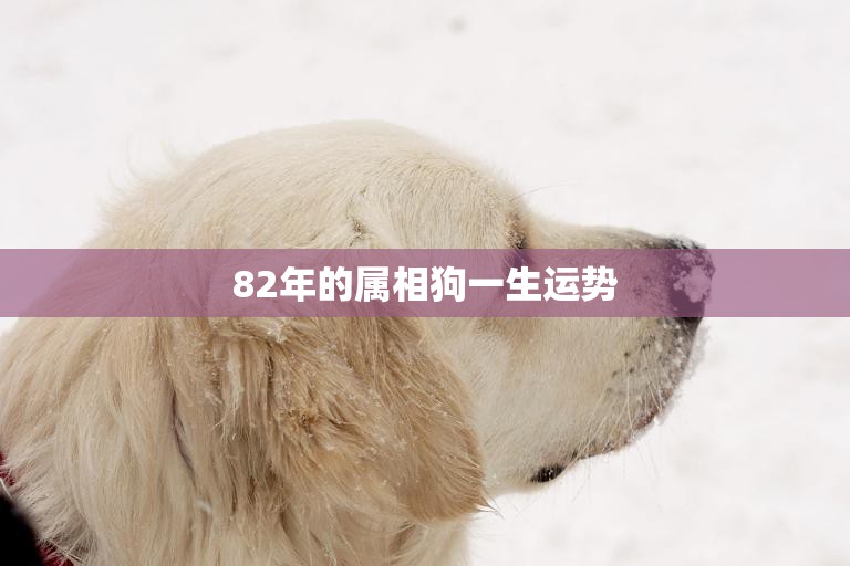 82年的属相狗一生运势(狗年狗运好事业爱情双丰收)