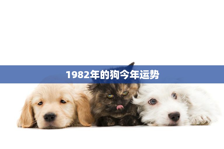 1982年的狗今年运势(狗年大吉财运亨通事业顺利)
