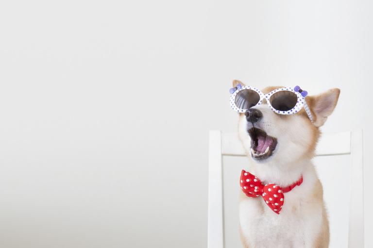 82年属狗男今年的运势(事业稳步上升财运亦佳)