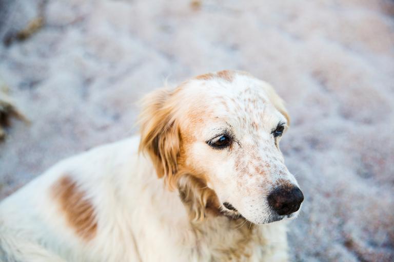 82年属狗的运势和财运(2023年展望)