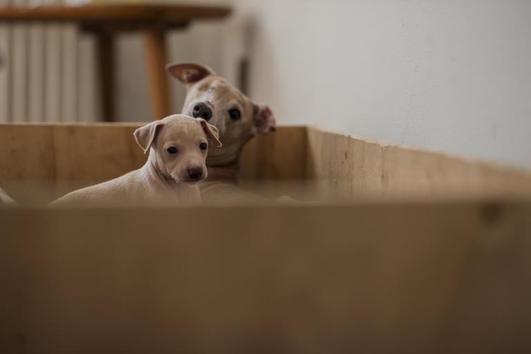 算命2023年运程属狗(狗年大运来袭运势如何)