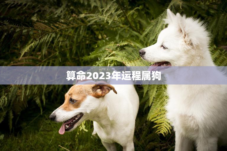 算命2023年运程属狗(狗年大运来袭运势如何)