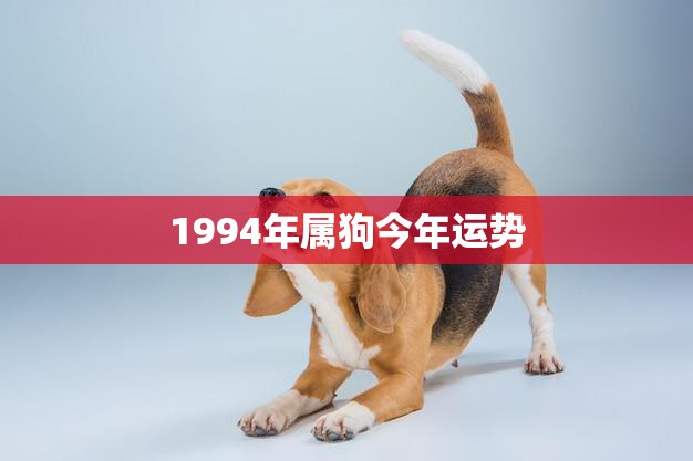 1994年属狗今年运势(狗年大展宏图财运亨通)