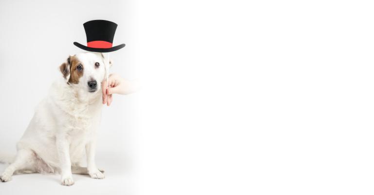 1982年属狗生辰八字(命运分析与运势预测)