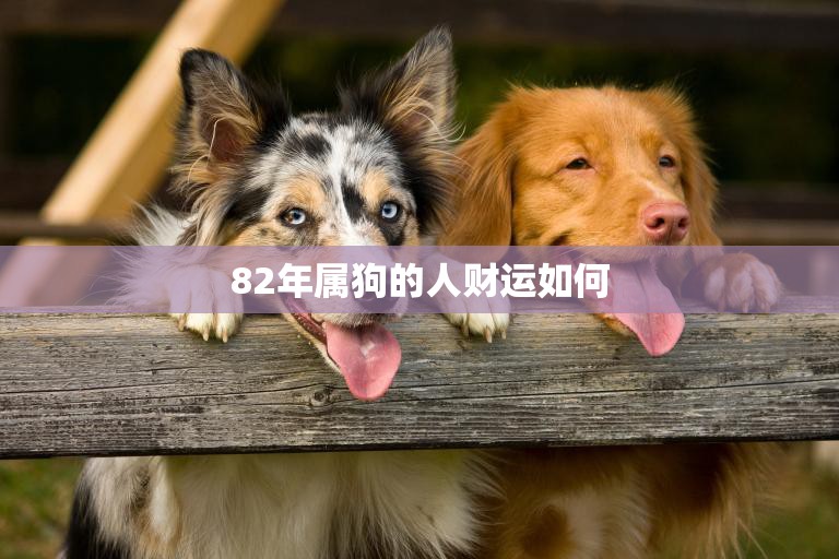 82年属狗的人财运如何(解析财富运势大揭秘)