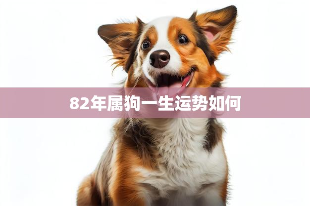 82年属狗一生运势如何(幸福与挑战并存)
