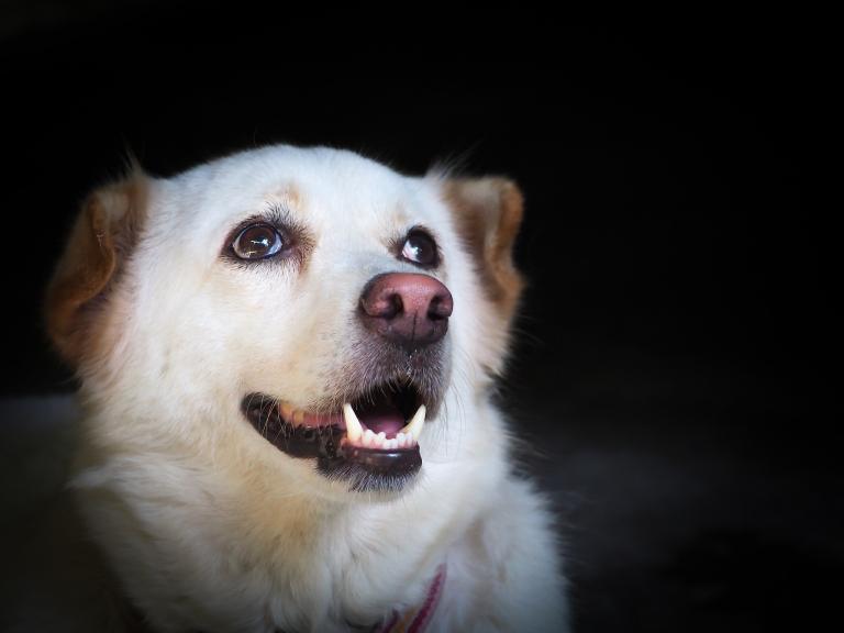 属狗1982年是什么命(狗年出生的人命运如何)