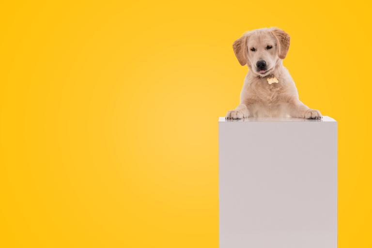 属狗的今天的运势和财运(幸运之星高照财运亨通)