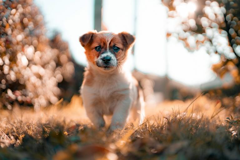 属狗的今天的运势和财运(幸运之星高照财运亨通)