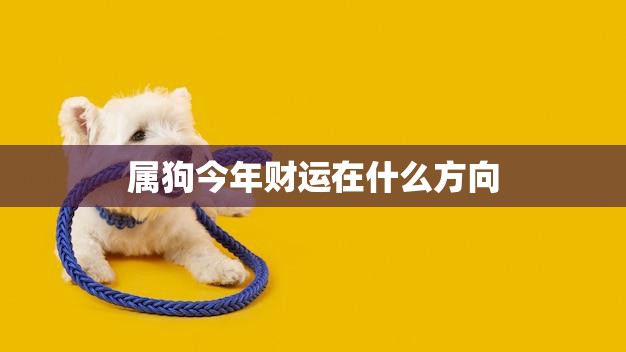 属狗今年财运在什么方向(财富之路展望2023年的财运趋势)