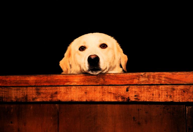 今年属狗人的运势及运程(狗年大展宏图财运亨通)