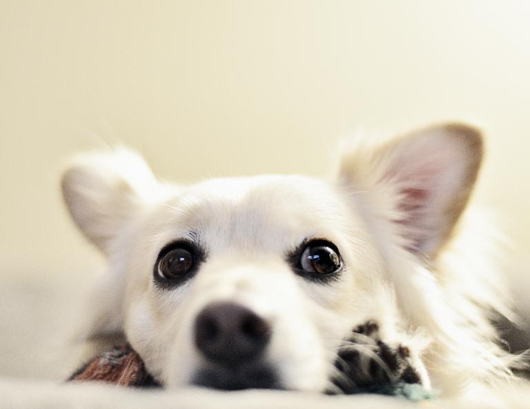 属狗今日运势第一运势网(揭秘今日运势助你顺利度过一天)