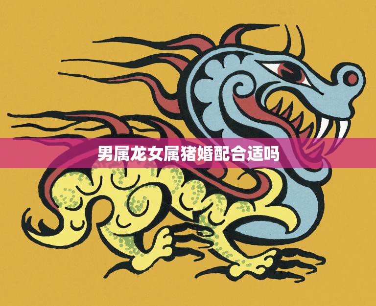 男属龙女属猪婚配合适吗(探究龙猪组合的婚姻前景如何)