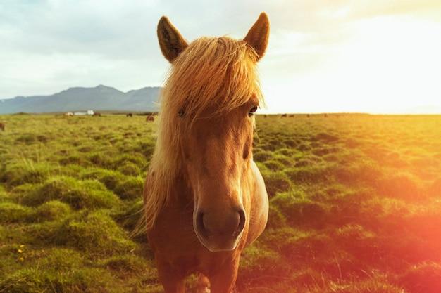 属马的最佳婚配年龄女孩(如何选择最合适的结婚时机)
