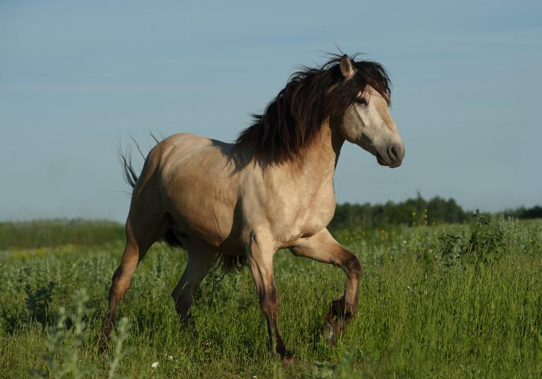 90属马女一生命运如何(探究马儿女的命运轨迹)