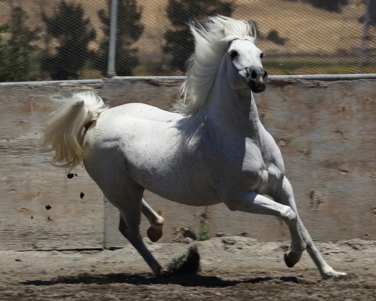 属马的人和属什么的相克(如何化解)