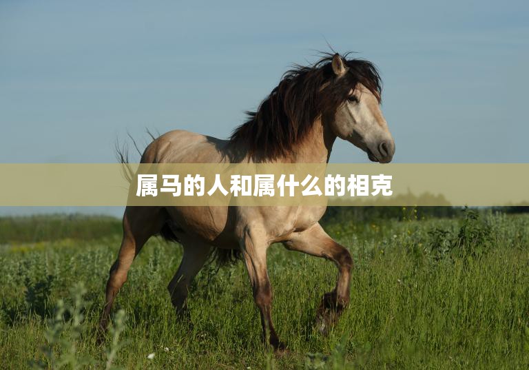 属马的人和属什么的相克(如何化解)