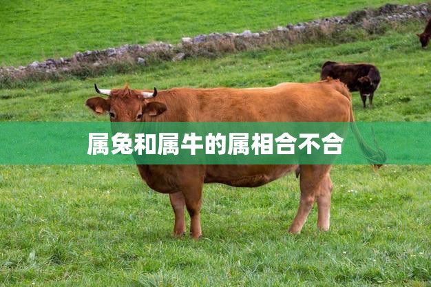 属兔和属牛的属相合不合(你知道吗)