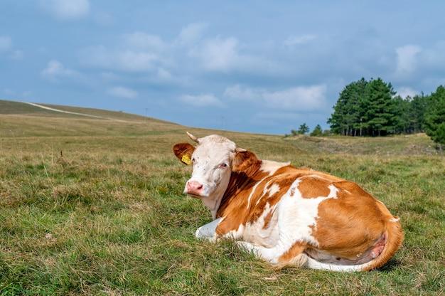 牛与猪属相属相合不合财(谁更有财运)