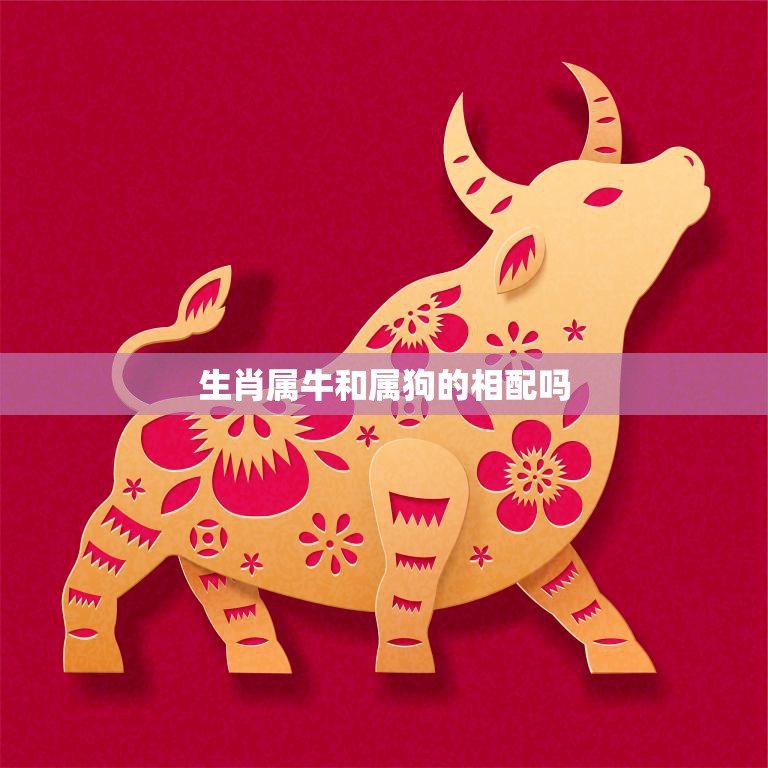 生肖属牛和属狗的相配吗(牛狗配还是不配)