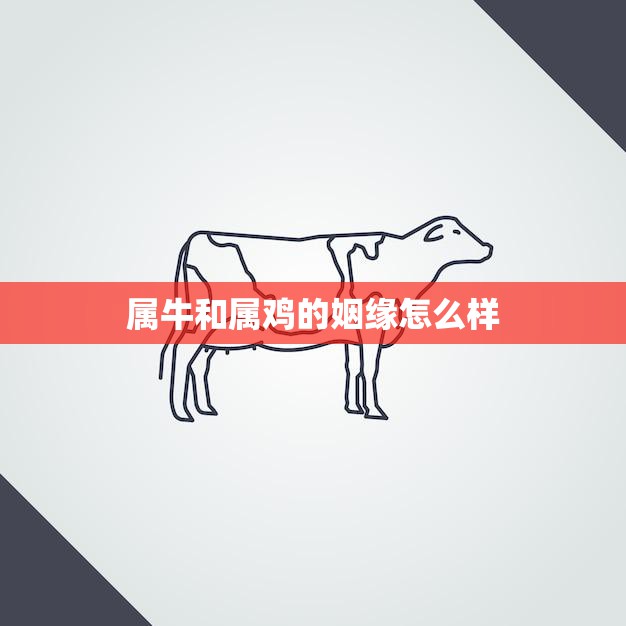 属牛和属鸡的姻缘怎么样(解析相爱容易相处难)