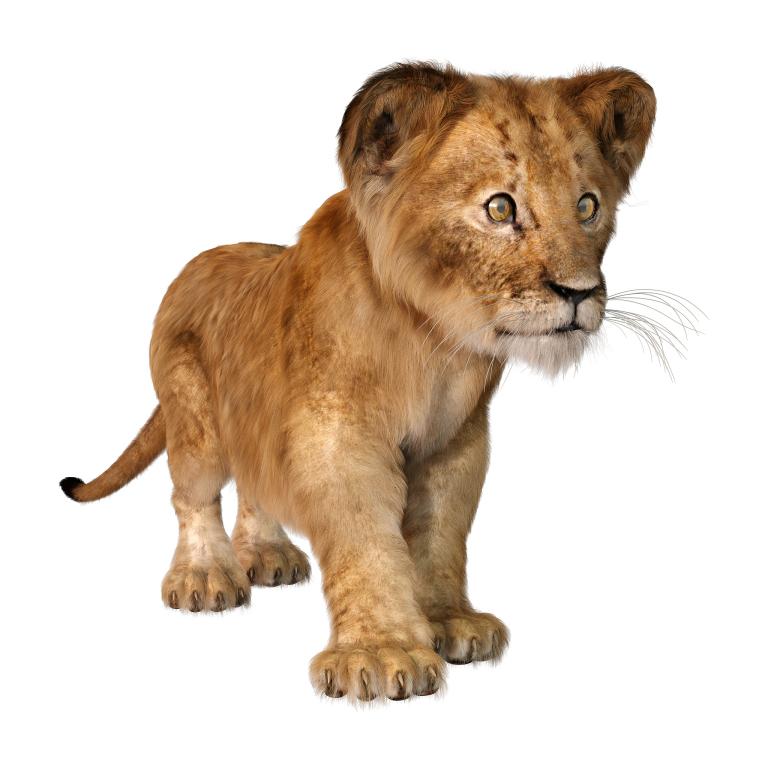 射手男和狮子女谁主动一点(如何在爱情中取得主导权)