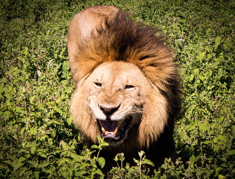 狮子女的性格特点和爱情观(热情洋溢自信满满)