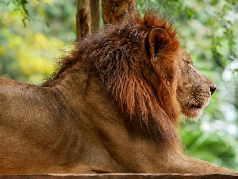 狮子座女生的性格脾气暴躁(如何应对)