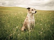 属狗跟什么属相相配相克(完美配对与潜在危机)