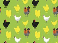 81年属鸡后半生婚姻女(如何避免婚姻陷阱)